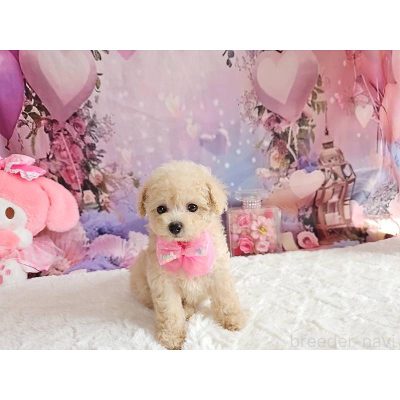 成約済の岐阜県のタイニープードル-417849の4枚目