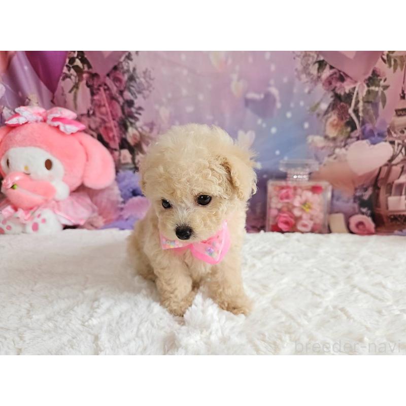 成約済の岐阜県のタイニープードル-417849の3枚目