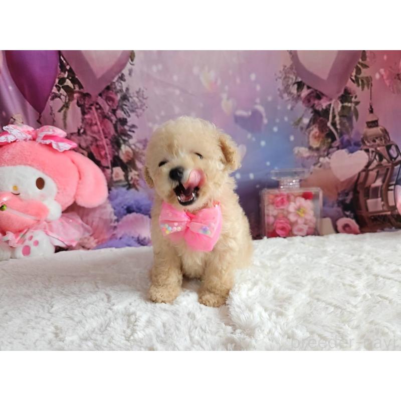 成約済の岐阜県のタイニープードル-417849の2枚目