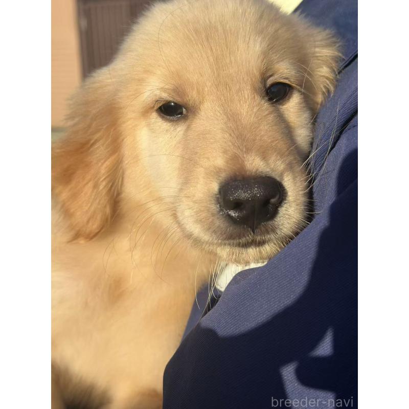 成約済の栃木県のゴールデンレトリーバー-417294の11枚目