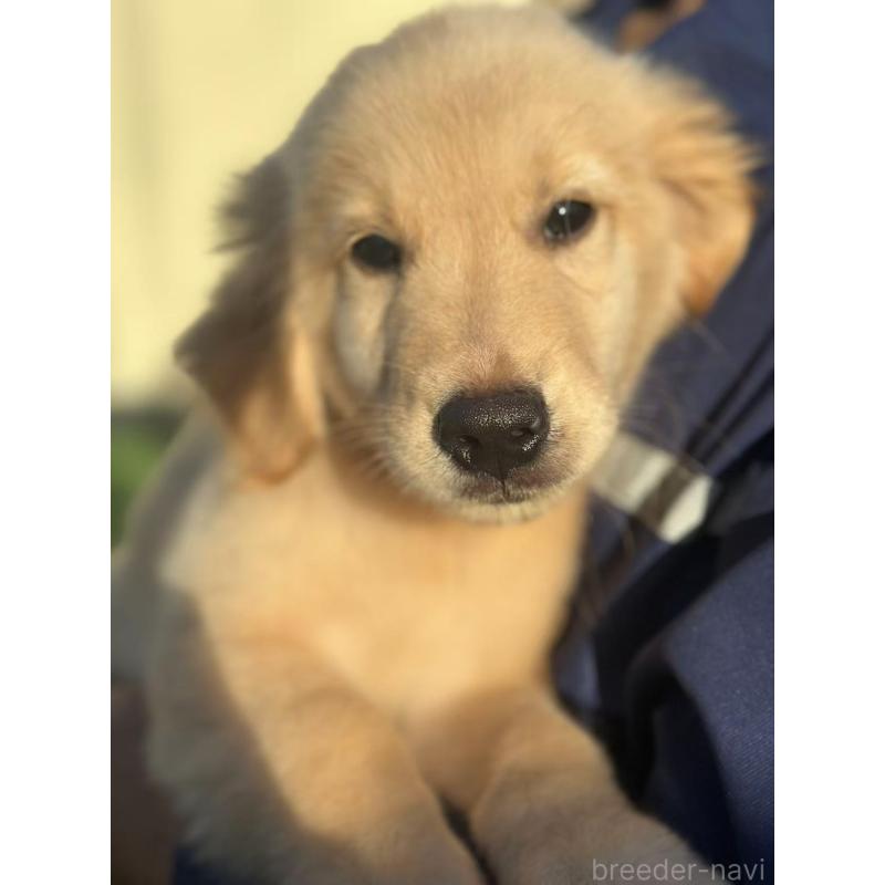 成約済の栃木県のゴールデンレトリーバー-417294の10枚目