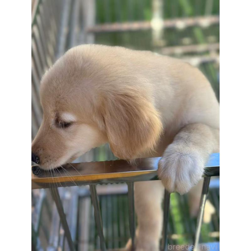 成約済の栃木県のゴールデンレトリーバー-417294の9枚目