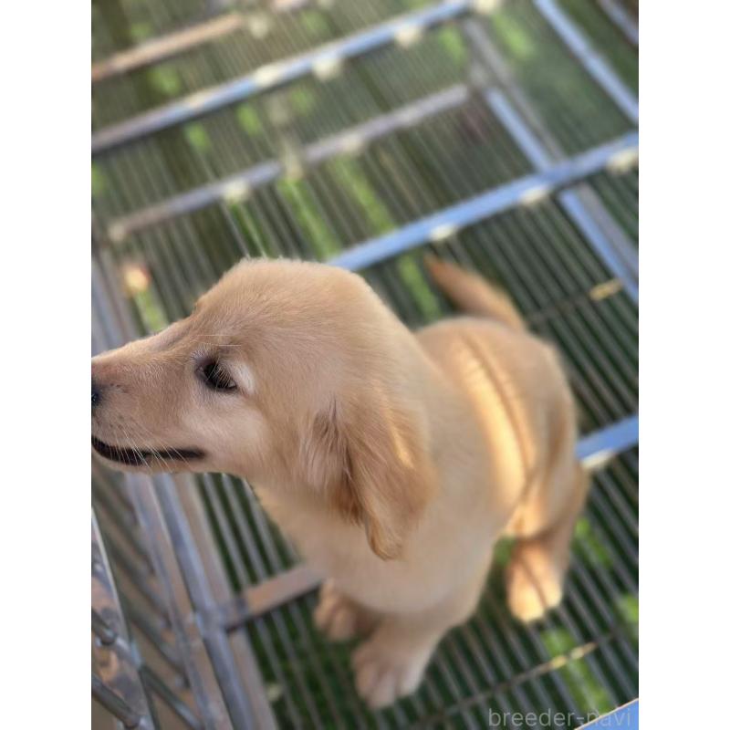 成約済の栃木県のゴールデンレトリーバー-417294の8枚目