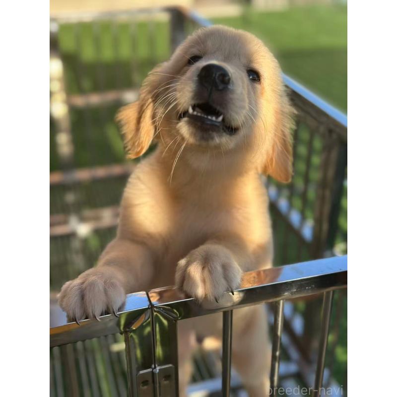 成約済の栃木県のゴールデンレトリーバー-417294の7枚目