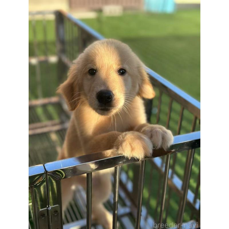 成約済の栃木県のゴールデンレトリーバー-417294の6枚目