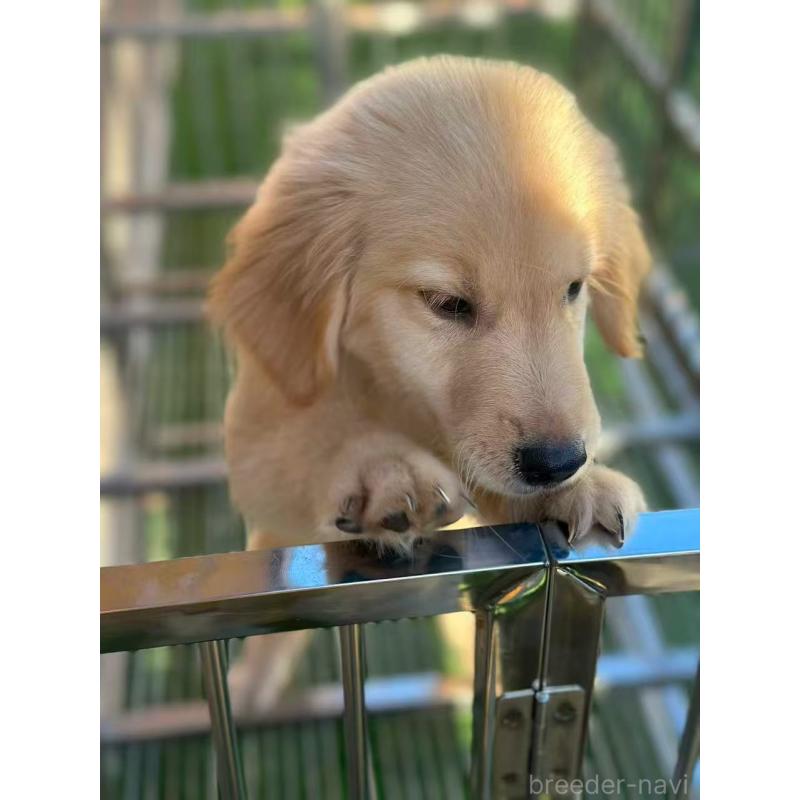 成約済の栃木県のゴールデンレトリーバー-417294の5枚目