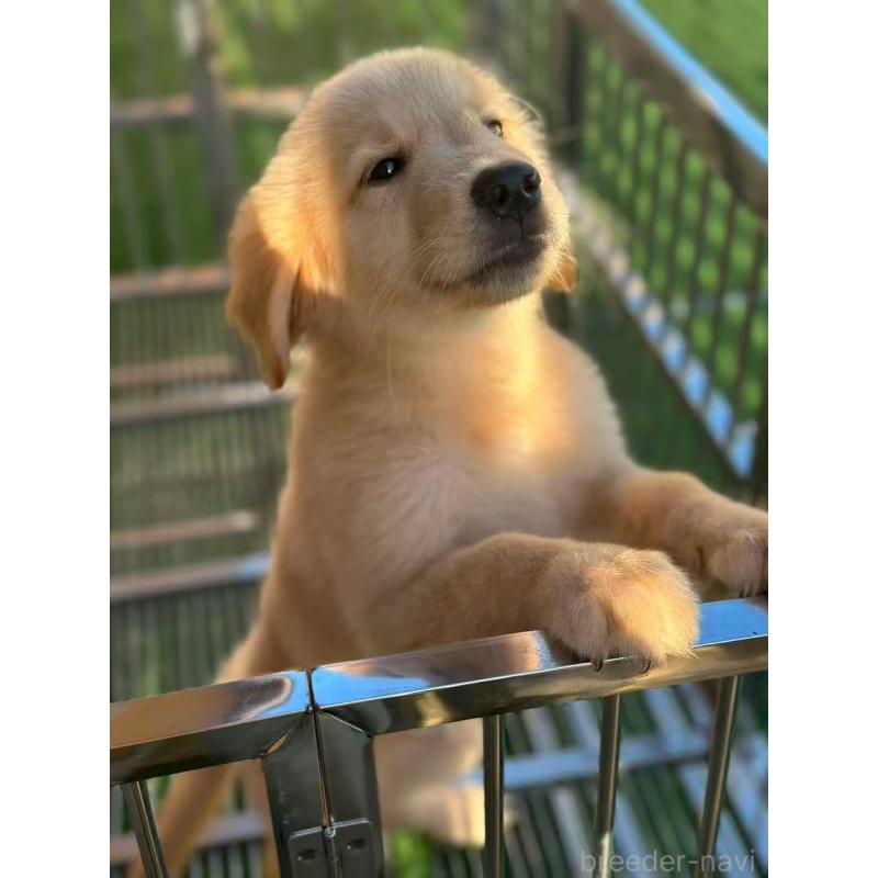 成約済の栃木県のゴールデンレトリーバー-417294の4枚目