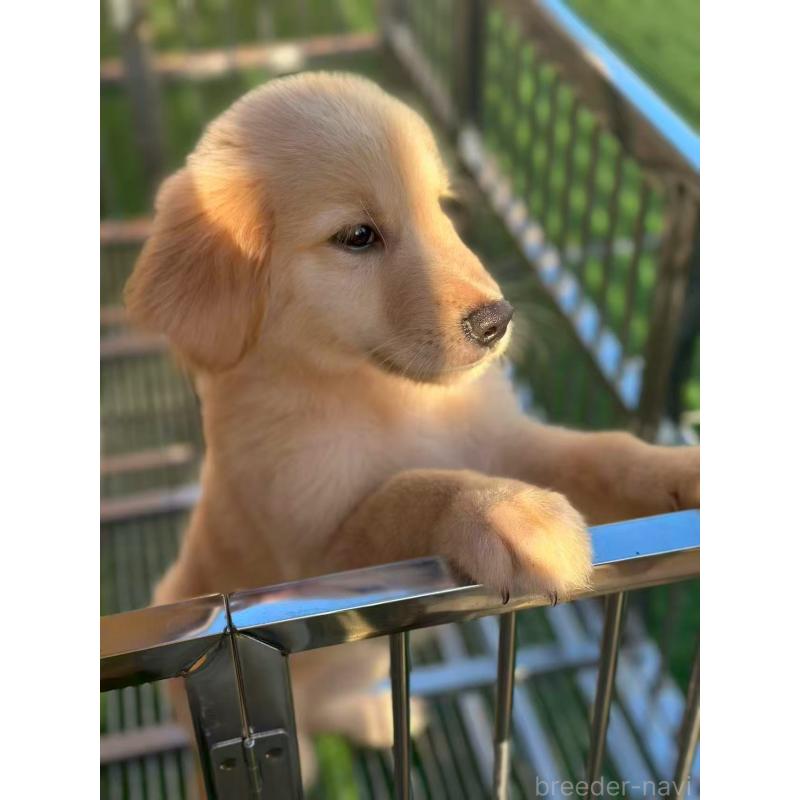 成約済の栃木県のゴールデンレトリーバー-417294の3枚目