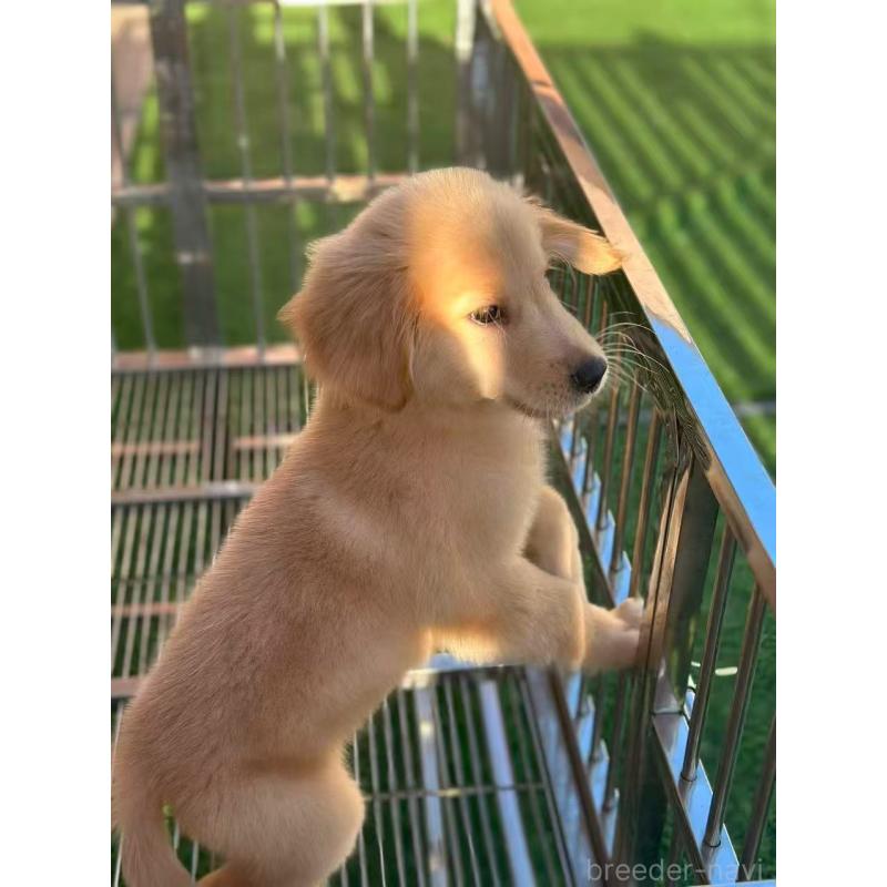 成約済の栃木県のゴールデンレトリーバー-417294の2枚目