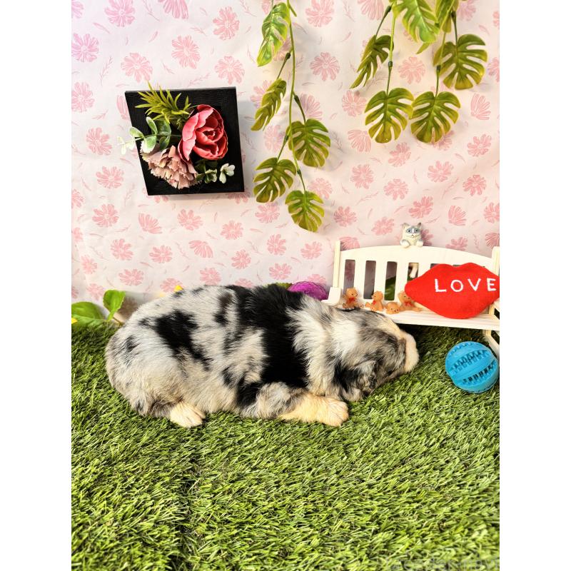 販売中の静岡県のミックス犬-420984の5枚目