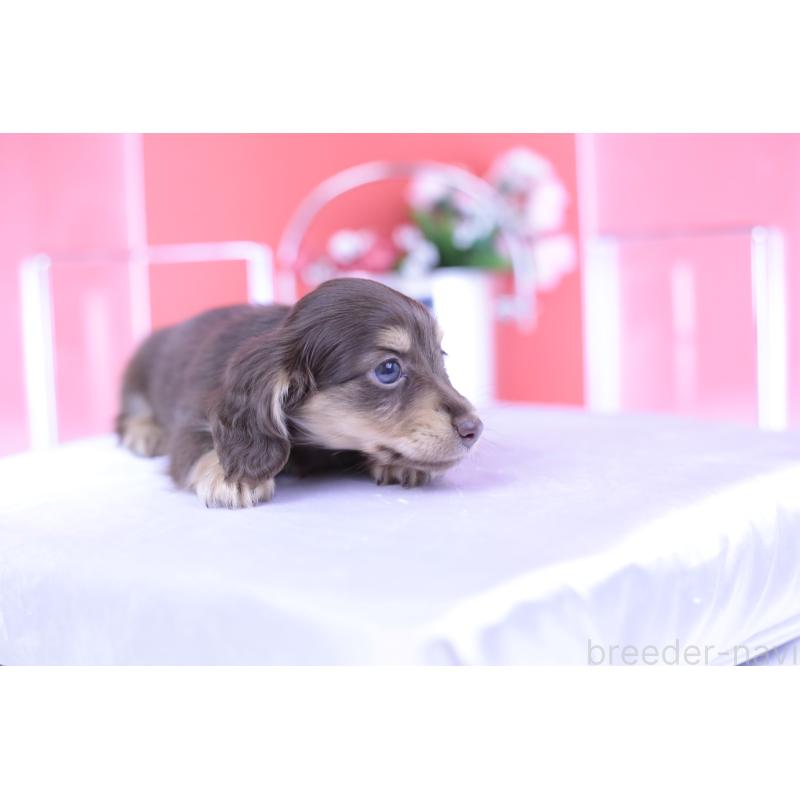 成約済の愛知県のカニンヘンダックスフンド(ロングヘアード)-418933の10枚目