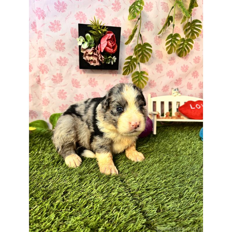 販売中の静岡県のミックス犬-420984の4枚目