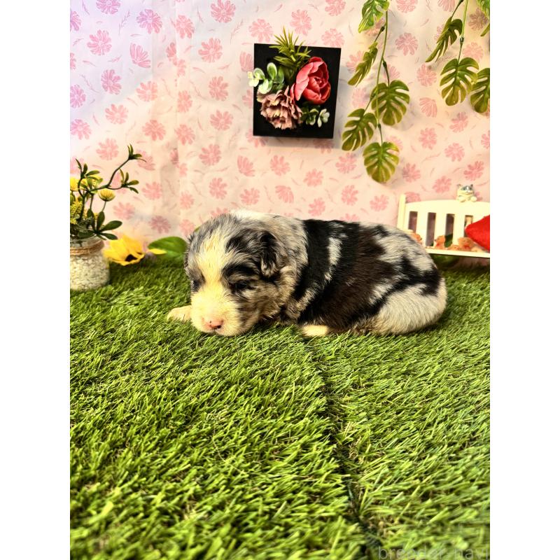 販売中の静岡県のミックス犬-420984の3枚目