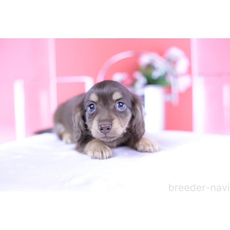 成約済の愛知県のカニンヘンダックスフンド(ロングヘアード)-418933の8枚目