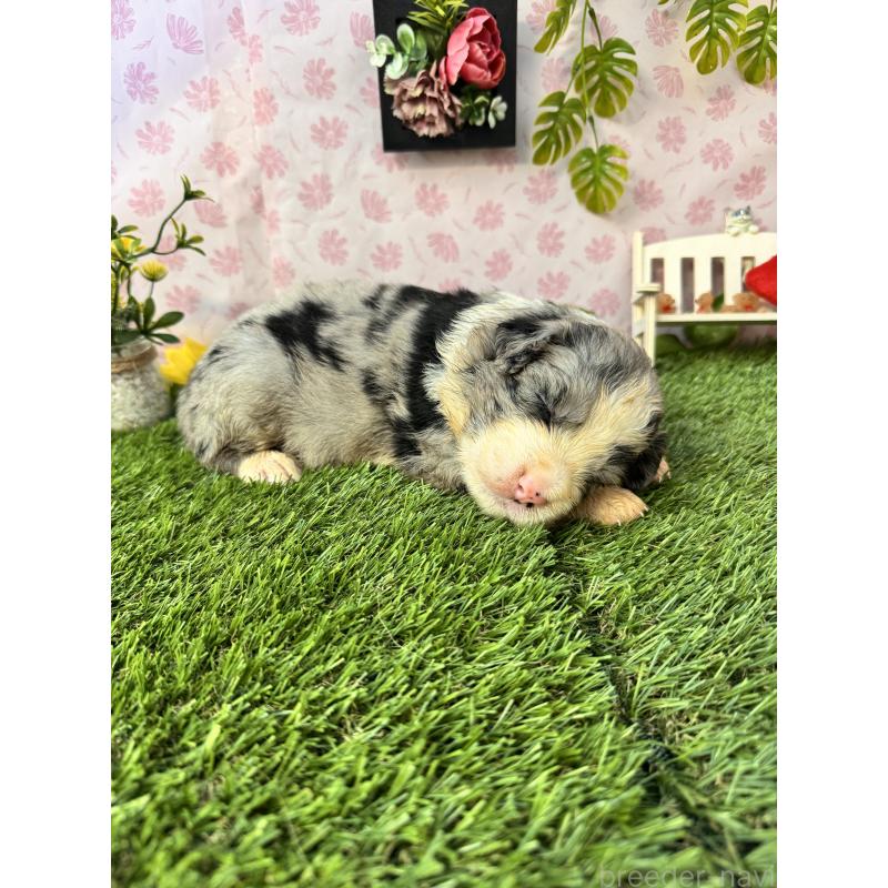 販売中の静岡県のミックス犬-420984の2枚目