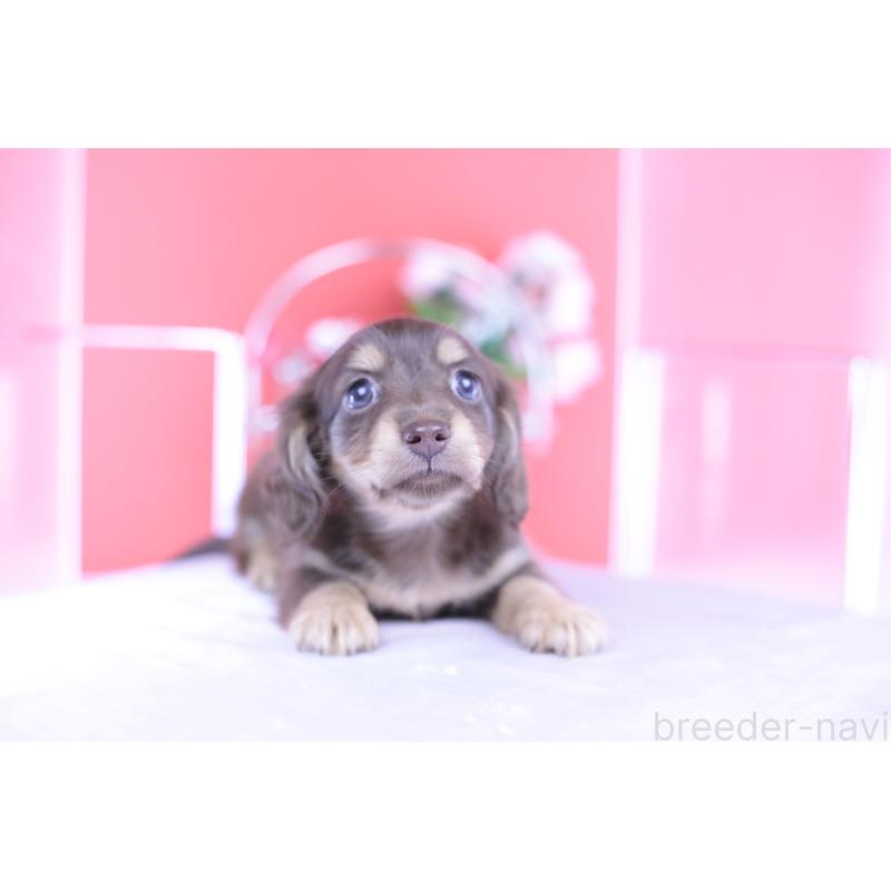 成約済の愛知県のカニンヘンダックスフンド(ロングヘアード)-418933の6枚目