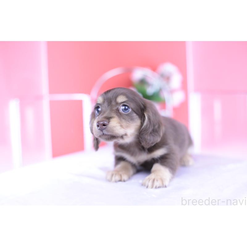 成約済の愛知県のカニンヘンダックスフンド(ロングヘアード)-418933の5枚目