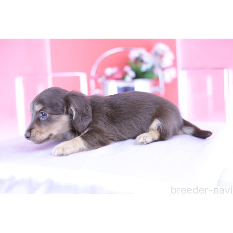 成約済の愛知県のカニンヘンダックスフンド(ロングヘアード)-418933の3枚目