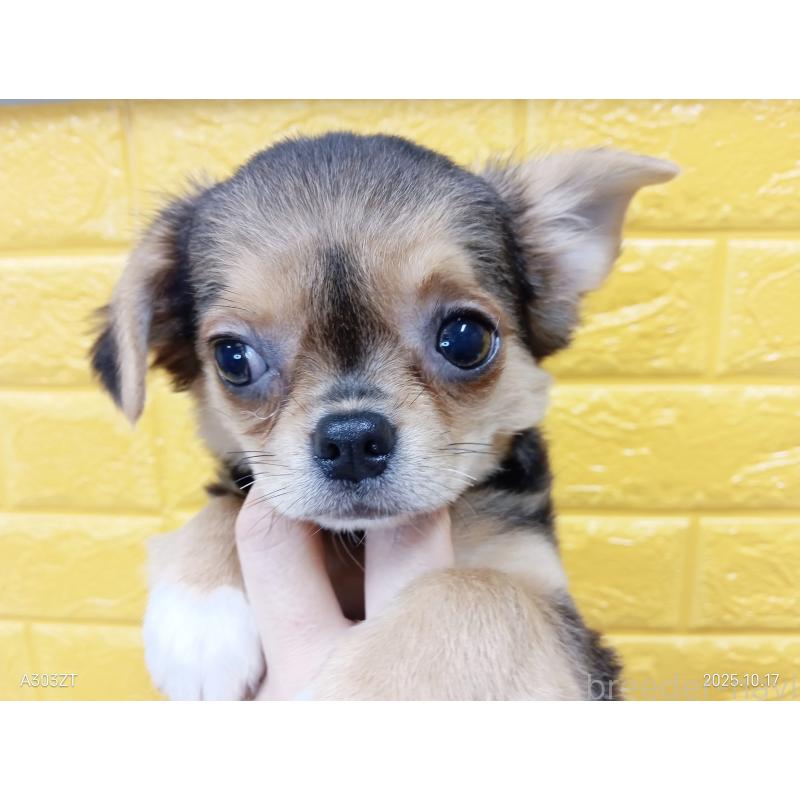 販売中の千葉県のチワワ(ロングコート)-419090の38枚目