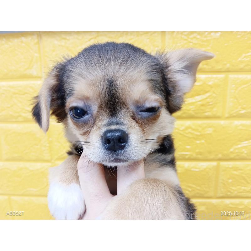 販売中の千葉県のチワワ(ロングコート)-419090の37枚目