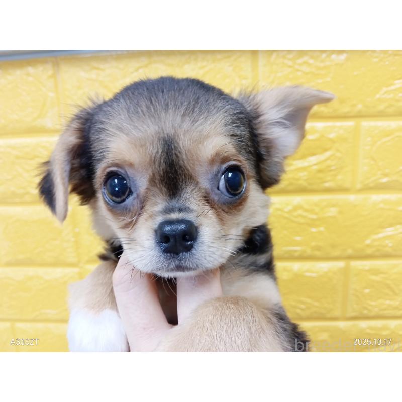 販売中の千葉県のチワワ(ロングコート)-419090の36枚目