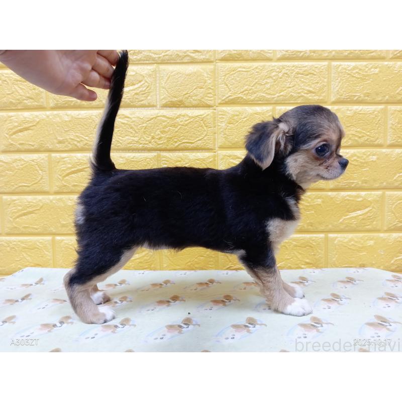 販売中の千葉県のチワワ(ロングコート)-419090の35枚目