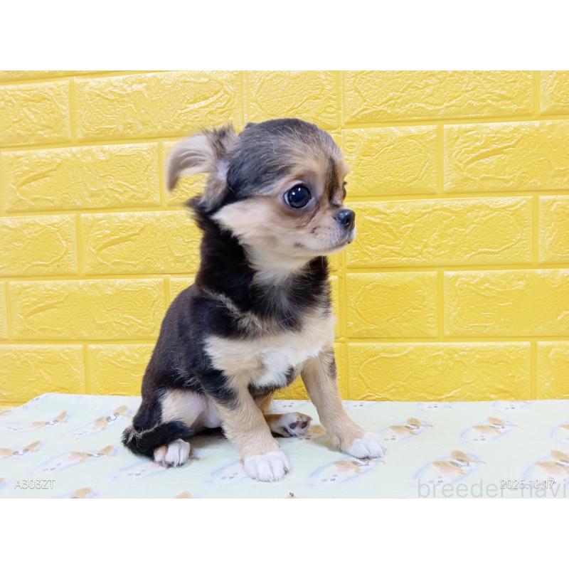 販売中の千葉県のチワワ(ロングコート)-419090の34枚目