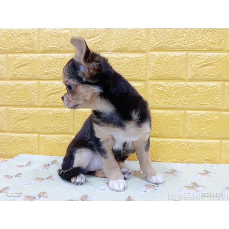 販売中の千葉県のチワワ(ロングコート)-419090の33枚目