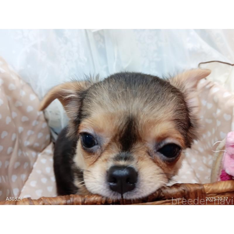 販売中の千葉県のチワワ(ロングコート)-419090の32枚目