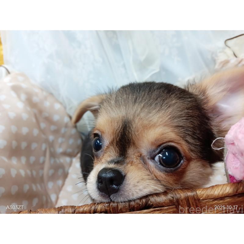 販売中の千葉県のチワワ(ロングコート)-419090の31枚目