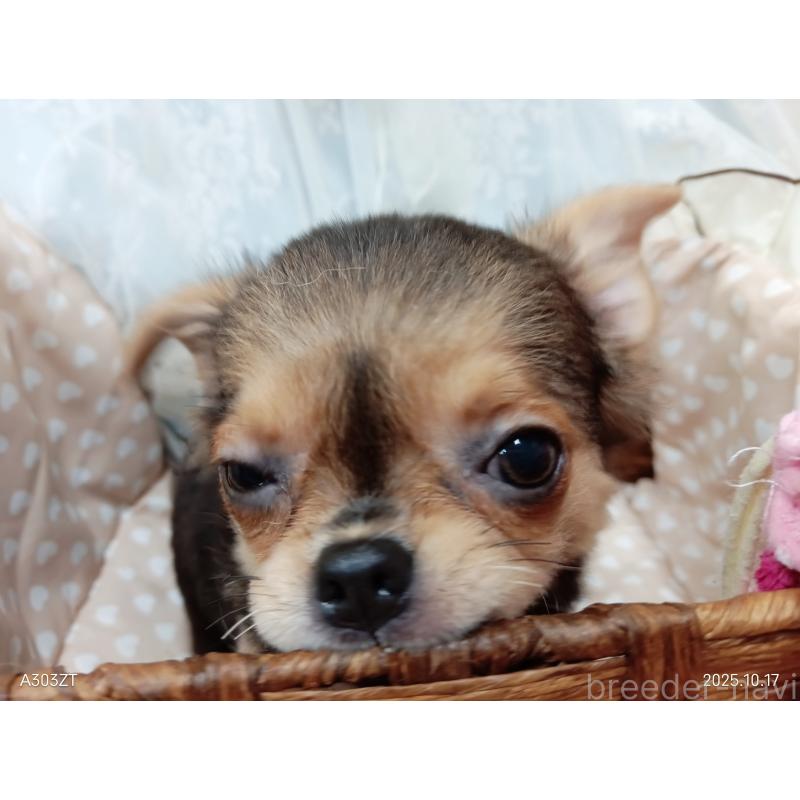 販売中の千葉県のチワワ(ロングコート)-419090の30枚目