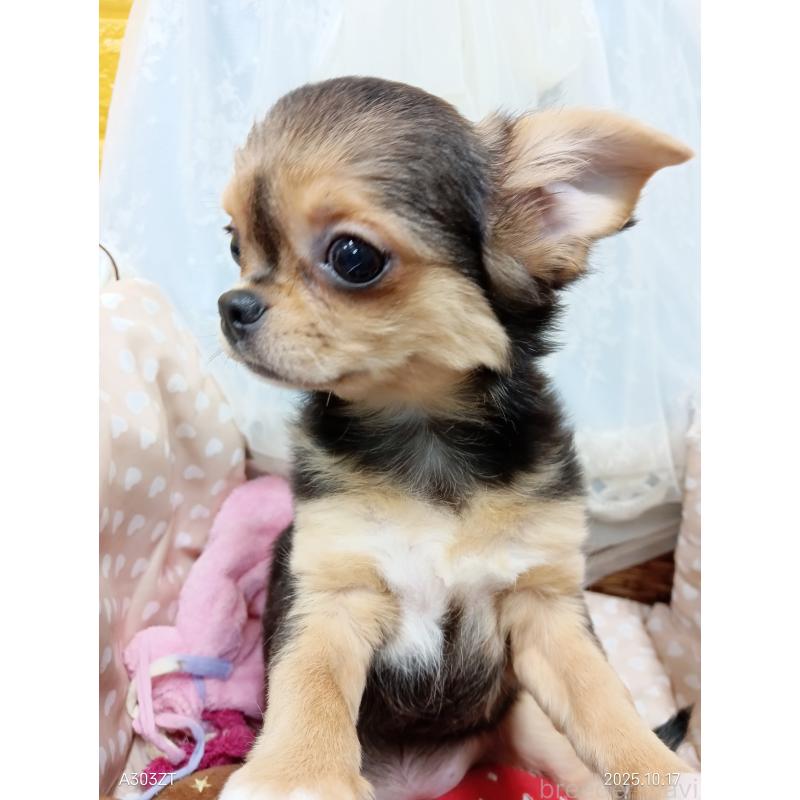 販売中の千葉県のチワワ(ロングコート)-419090の29枚目