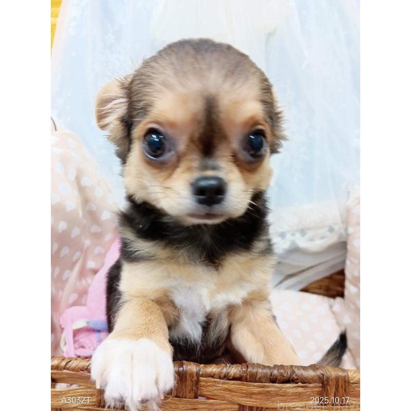 販売中の千葉県のチワワ(ロングコート)-419090の27枚目