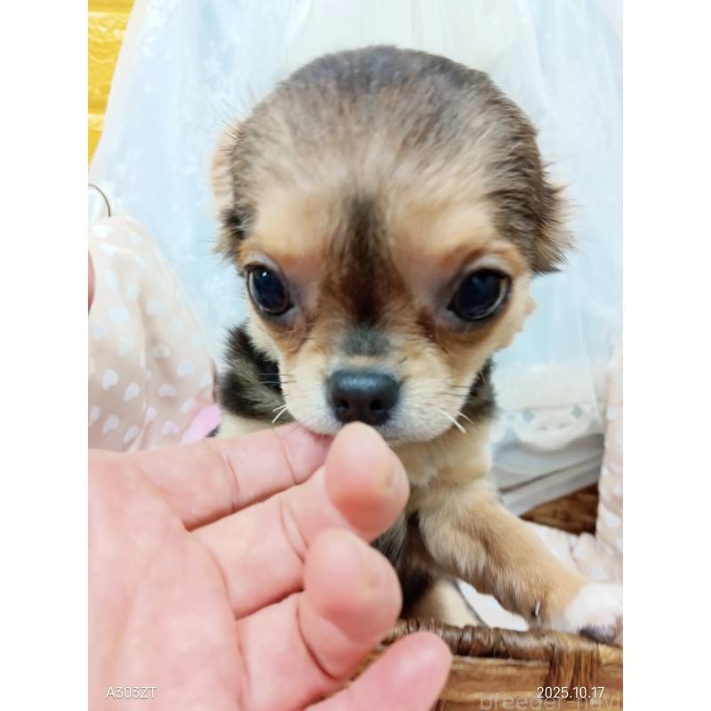 販売中の千葉県のチワワ(ロングコート)-419090の26枚目