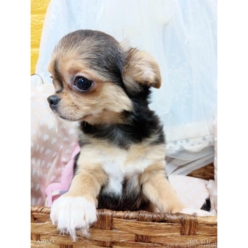 販売中の千葉県のチワワ(ロングコート)-419090の25枚目