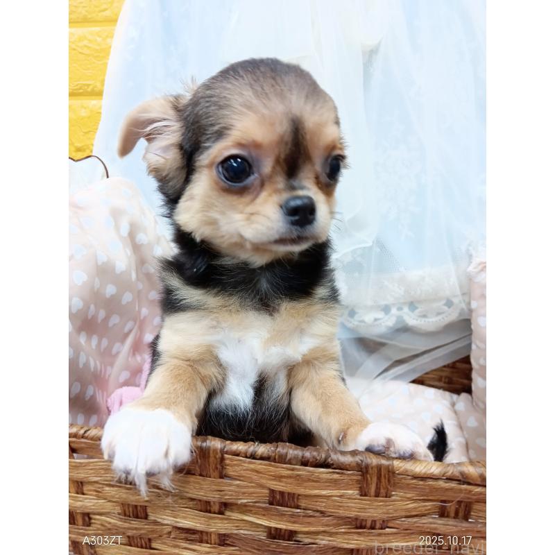 販売中の千葉県のチワワ(ロングコート)-419090の24枚目