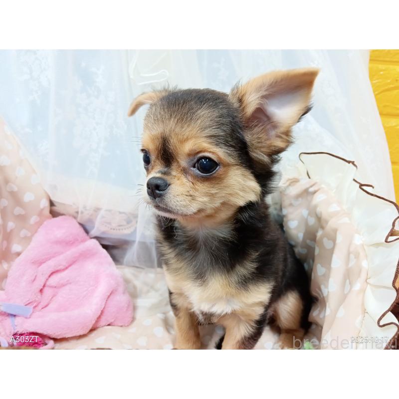 販売中の千葉県のチワワ(ロングコート)-419090の23枚目