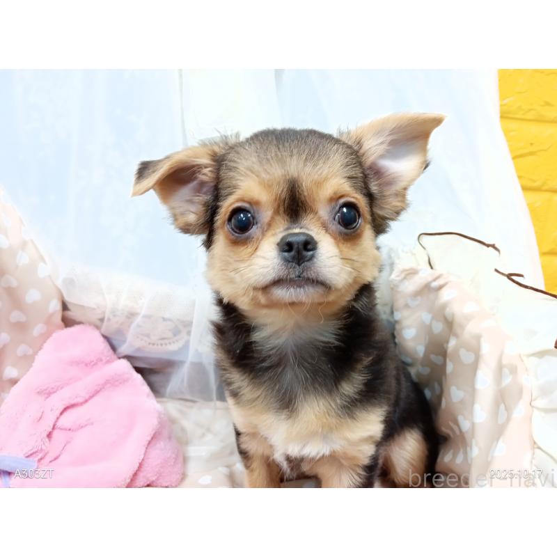 販売中の千葉県のチワワ(ロングコート)-419090の22枚目