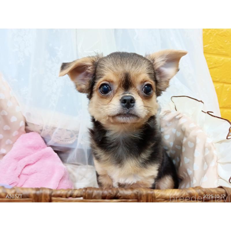 販売中の千葉県のチワワ(ロングコート)-419090の21枚目