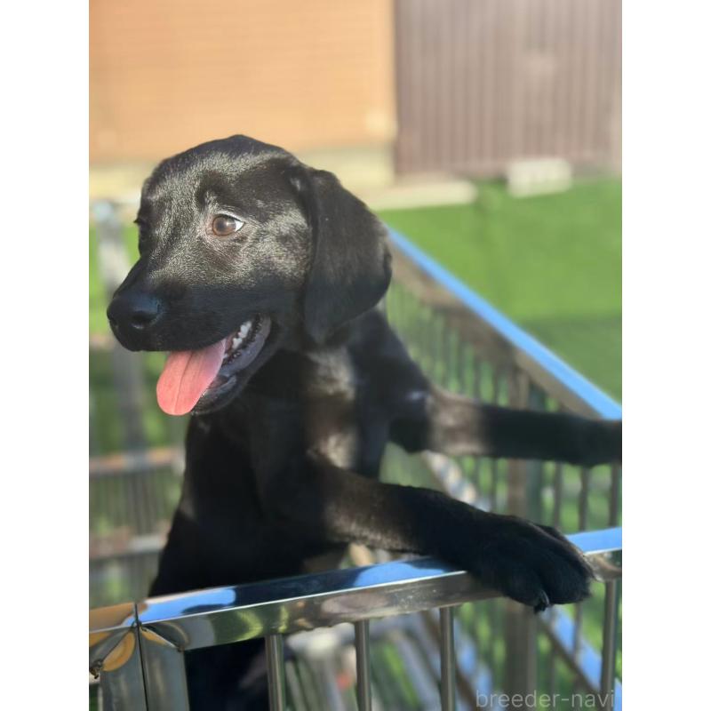 販売中の栃木県のラブラドールレトリーバー-408746の9枚目