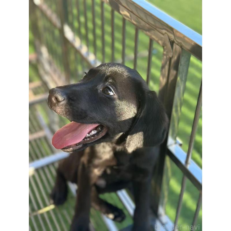 販売中の栃木県のラブラドールレトリーバー-408746の8枚目