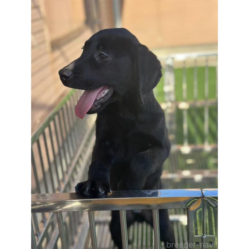 販売中の栃木県のラブラドールレトリーバー-408746の7枚目