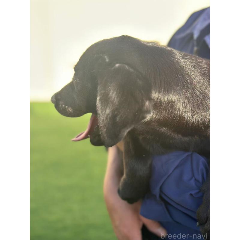 販売中の栃木県のラブラドールレトリーバー-408746の6枚目