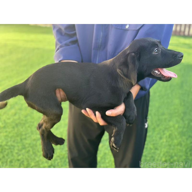 販売中の栃木県のラブラドールレトリーバー-408746の5枚目