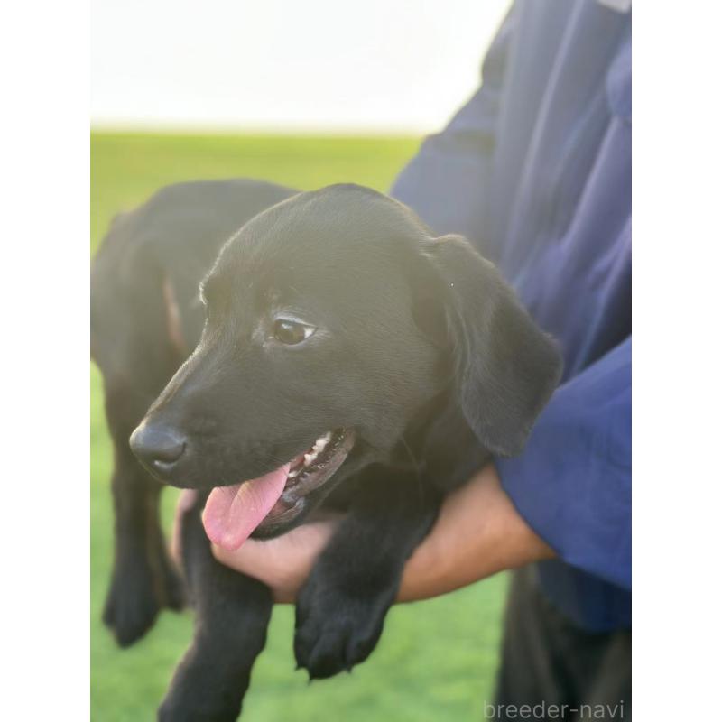 販売中の栃木県のラブラドールレトリーバー-408746の4枚目
