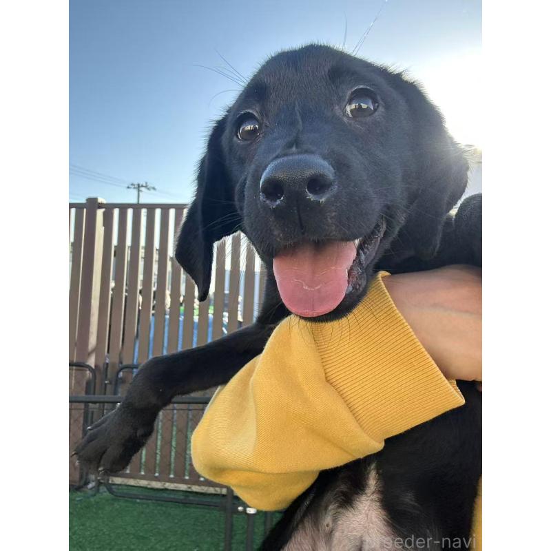 販売中の栃木県のラブラドールレトリーバー-408746の3枚目