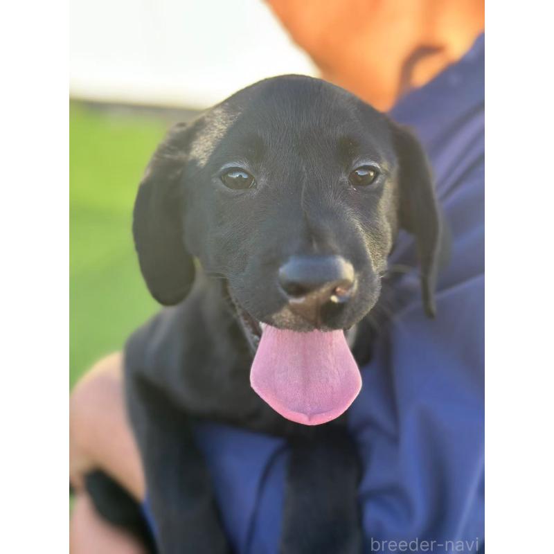 販売中の栃木県のラブラドールレトリーバー-408746の2枚目