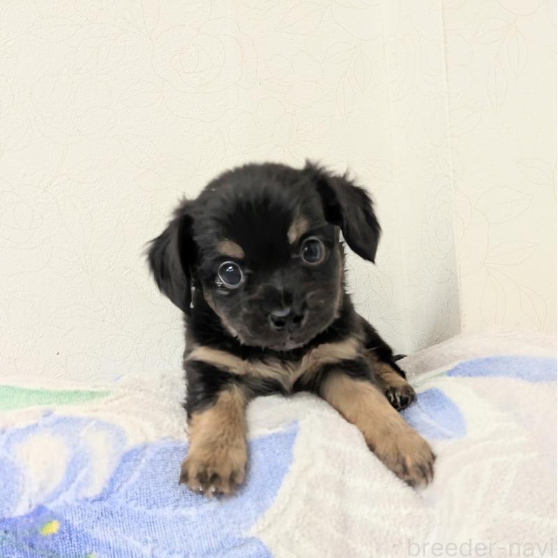 販売中の宮崎県のチワックス:チワワ×ミニチュアダックスフンド-420991の2枚目