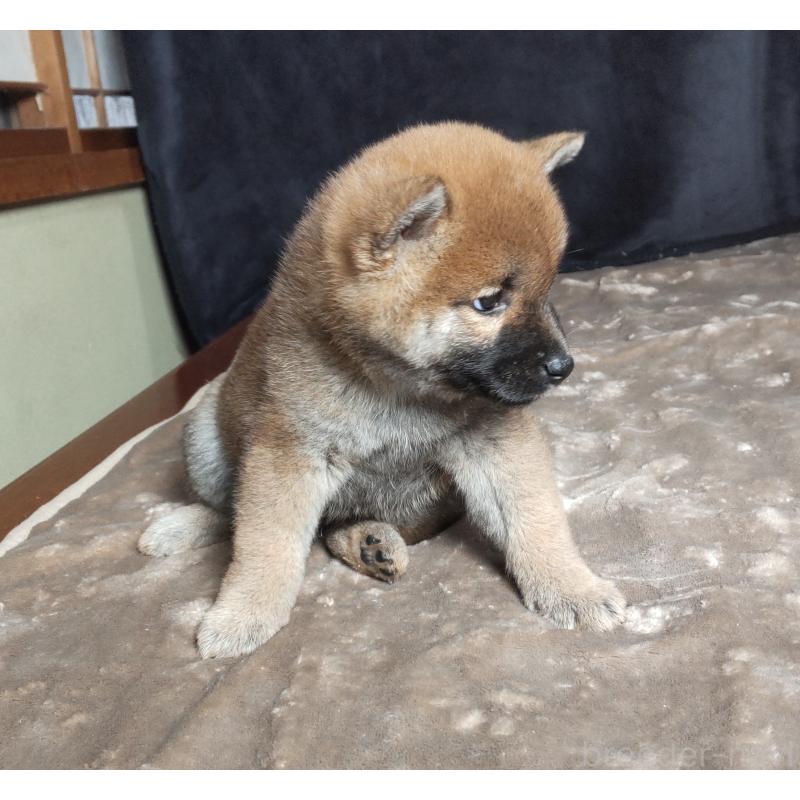販売中の秋田県の柴犬-412460の5枚目