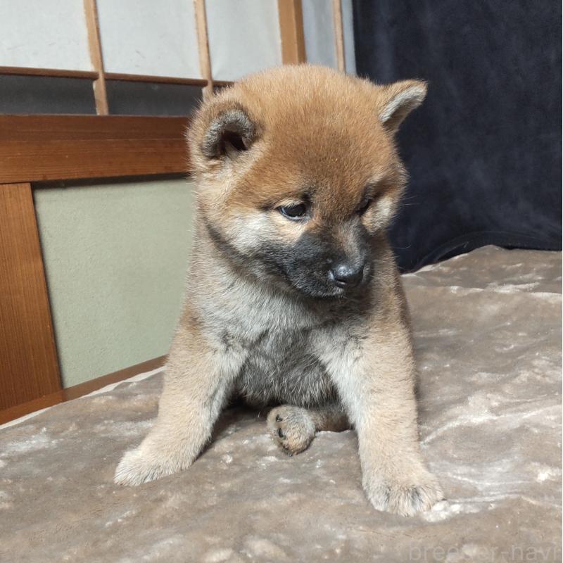 販売中の秋田県の柴犬-412460の4枚目